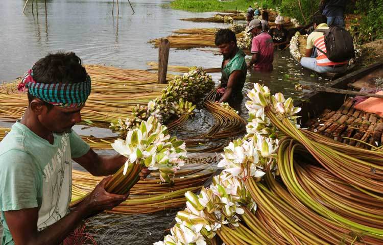 সিরাজদীখানের রসুনিয়া, ইমামগঞ্জ তালতলায়, হাসাড়া, ছনবাড়ীর মোড় ও আড়িয়াল বিলের পাশে শাপলার পাইকারি বাজার রয়েছে। ছবি : বিপ্লব দিক্ষিৎ।