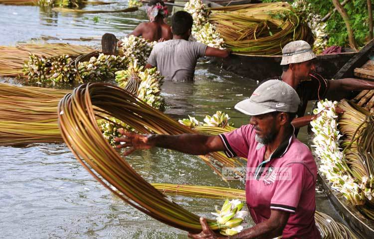 ঢাকার পাইকার ছহির মিঞা জানান, শাপলা সংগ্রহকারীদের কাছ থেকে এক মুঠো ২০ টাকায় ক্রয় করা হয়। ছবি : বিপ্লব দিক্ষিৎ।