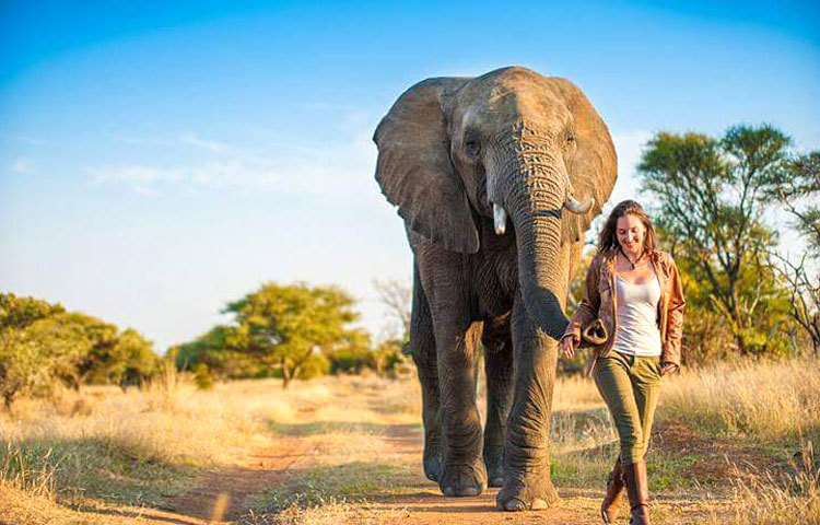 হাতির সঙ্গে মিলেমিশে পথ চলা। মানুষ আর হাতির এই পথ চলা দীর্ঘ স্থায়ী হোক! ছবি : আই লাভ আফ্রিকা ।