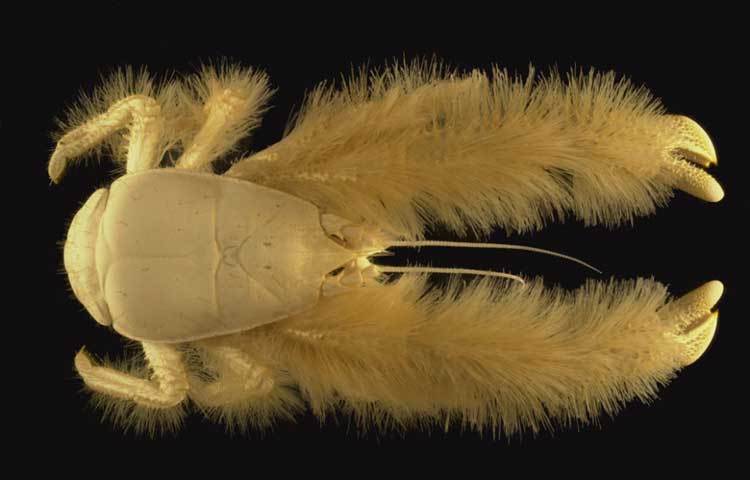 ইয়েটি ক্র্যাব : এই সমুদ্র কাঁকড়ার নামকরণ ঘটেছে কিংবদন্তির তুষার মানবের অনুষঙ্গে। এরা মূলত সমুদ্রের নীচের হাইপোথার্মাল অঞ্চলে বসবাস করে।