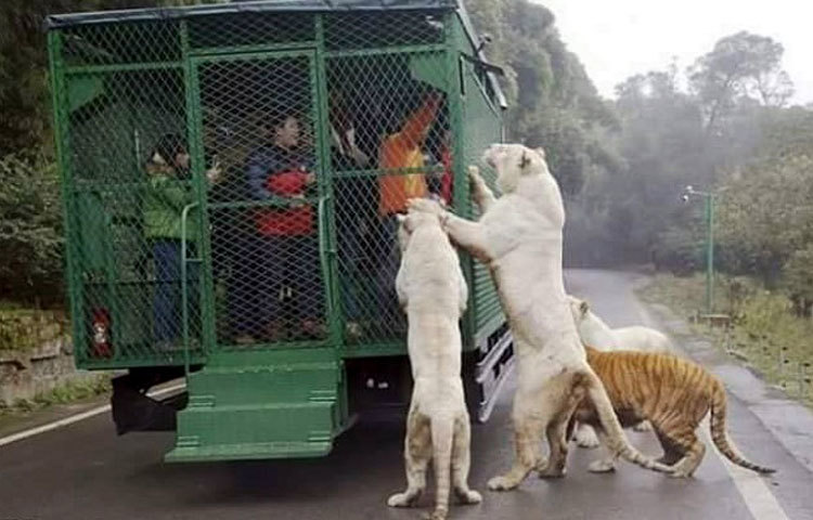 অদ্ভুত এই চিড়িয়াখানায় মানুষ খাঁচাবন্দি হয়ে ঘুরতে আসেন। ব্যাপারটা আসলেই অদ্ভুত।