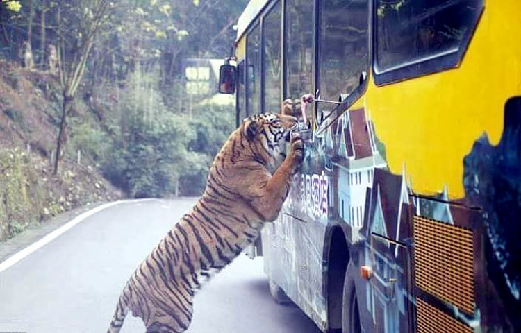 অদ্ভুত এই চিড়িয়াখানার নাম &lsquo;লেহে লেদু ওয়াইল্ড লাইফ জু&rsquo;।