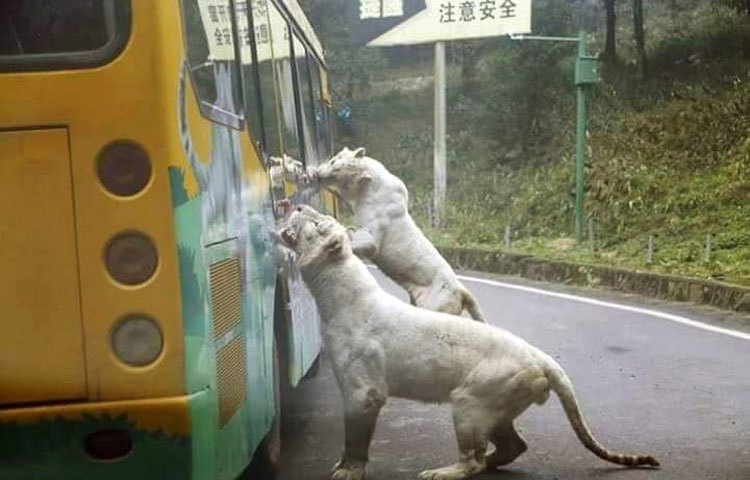 এখানে ঘুরতে গেলে প্রত্যেককে একটি জাল দেওয়া গাড়িতে তুলে তালা দিয়ে দেওয়া হবে। সেই গাড়িই চিড়িয়াখানা ঘুরে দেখাবে। এ চিড়িয়াখানার হিংস্র প্রাণিরা স্বাধীনভাবে ঘুরে বেড়াচ্ছে।