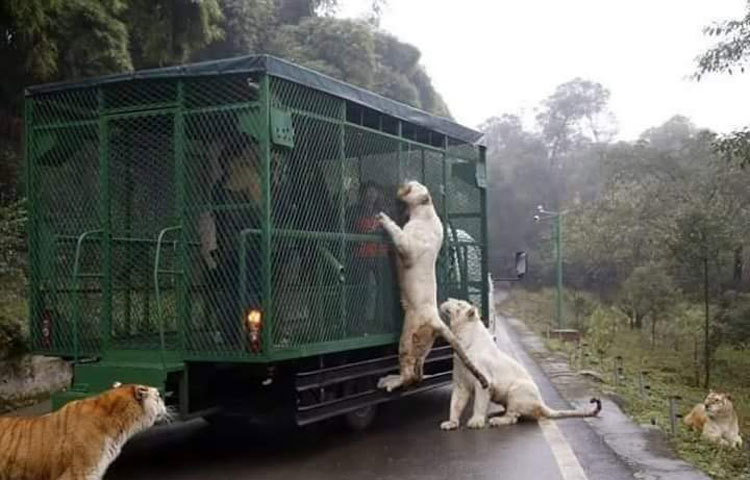 শুধু তাই নয়, পশুদের গাড়ির দিকে আকৃষ্ট করার জন্য গাড়ির গায়ে কাঁচা মাংস ঝুলিয়ে দেওয়া হয়।