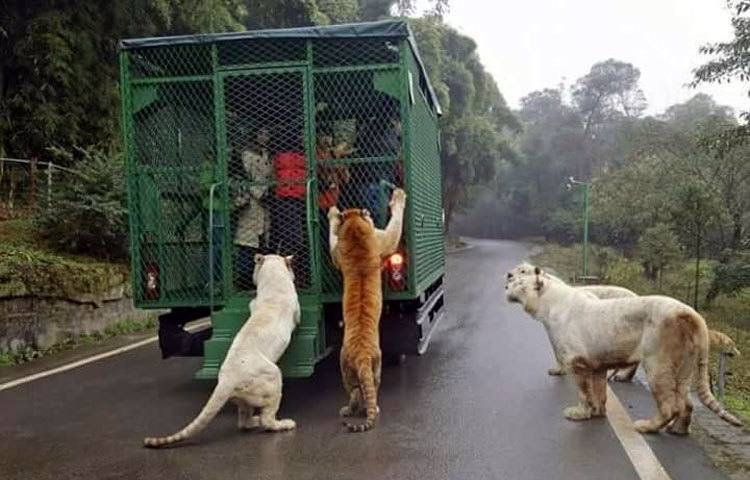 ফলে দিব্যি পশুদের সঙ্গে পশুদের সঙ্গে মজা করতে পারেন দর্শনার্থীরা।