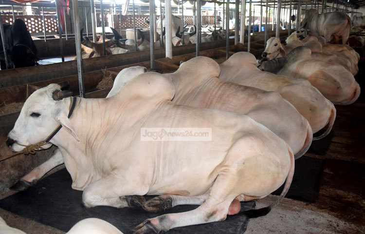 ঢাকা কেরানীগঞ্জের শরীফ এগ্রোফার্মাসহ কয়েকটি খামারের সহাস্রাধিক গরু কোরবানির গরু হাটে বিক্রির অপেক্ষায় রয়েছে। ছবি : মাহবুব আলম।