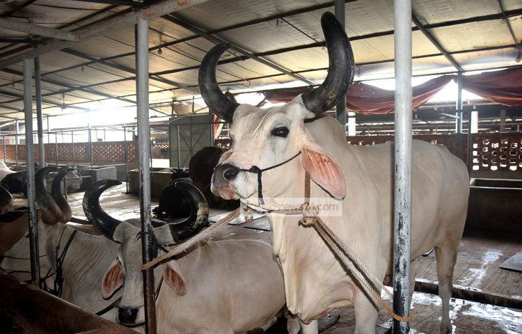 কেরানীগঞ্জের শরীফ এগ্রোফার্মাসহ কয়েকটি খামারের গরুগুলো উন্নত জাতের পালন করা হচ্ছে। ছবি : মাহবুব আলম।