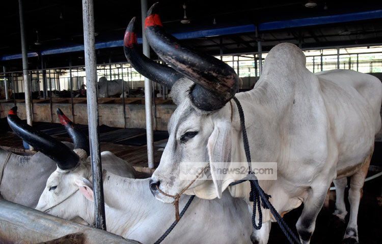 সম্পূর্ণ দেশীয় পদ্ধতিতে এসব গরু লালন পালন করা হয়েছে। প্রতিটি গরুই সুস্বাস্থ্যের অধিকারী। ছবি : মাহবুব আলম।