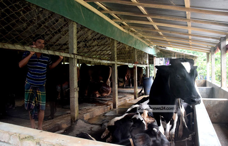 প্রতিবছর কোরবানির জন্য কেরানীগঞ্জের খামারগুলোতে বিভিন্ন জাতের গরু পালন হয়ে থাকে। ছবি : মাহবুব আলম।