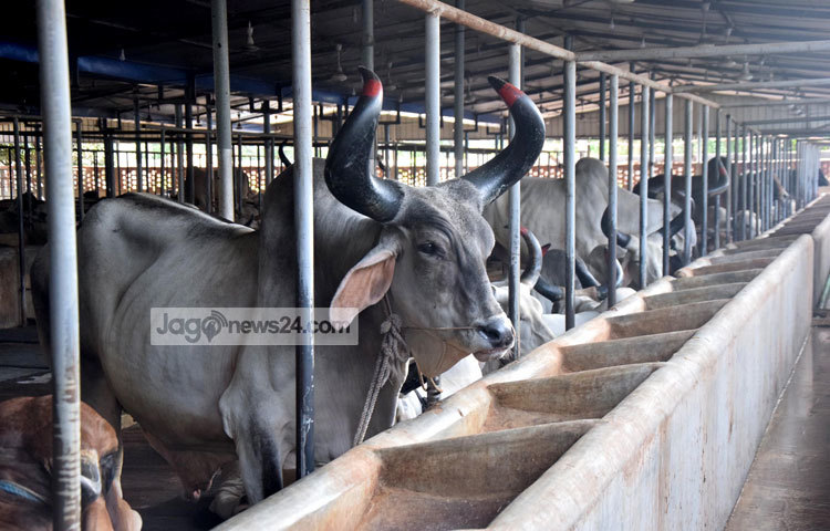 খামারীদের সঙ্গে কথা বলে জানা গেছে এবছরও কোরবানির হাটে গরু বিক্রি করে ভালো দাম পাবেন বলে তারা আশা করছেন।