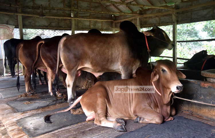ঢাকার আশেপাশের কোরবানির হাটে এসব গরু বিক্রির জন্য নেওয়া হয়। ছবি : মাহবুব আলম।