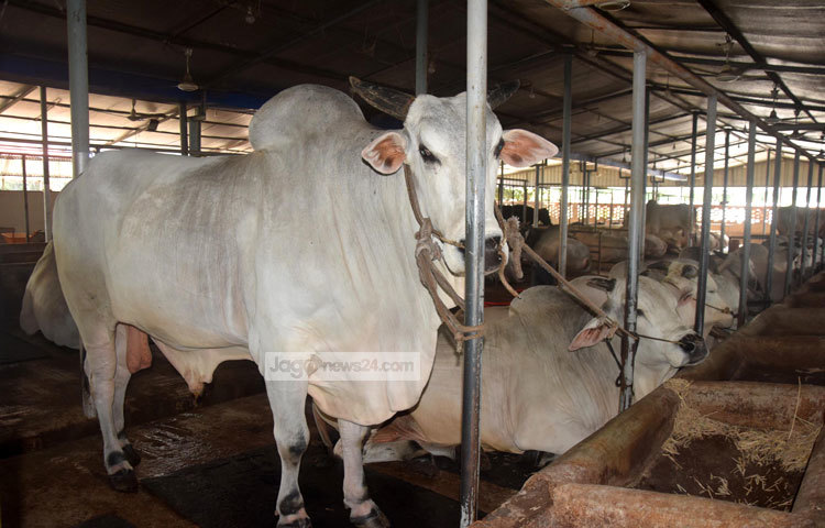 উন্নতমানের খাবার ও পরিষ্কার পরিছন্ন পরিবেশে এসব গরু পালন করা হচ্ছে। ছবি : মাহবুব আলম।
