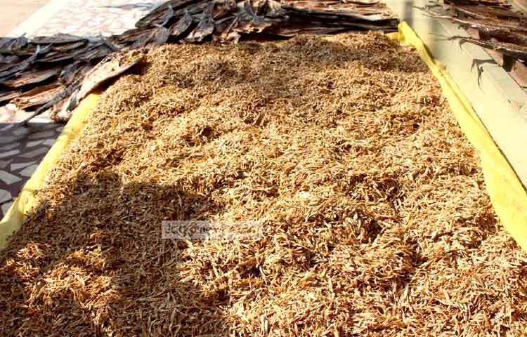 চট্টগ্রামের খাতুনগঞ্জের সব ধরনের শুঁটকি মাছের মান খুবই ভালো। ছবি : বিপ্লব দিক্ষিৎ।