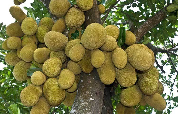 কাঁঠাল : কাঁঠালে আছে শক্তিশালী অ্যান্টিঅক্সিডেন্ট। রমাজানে সর্দি-কাশি রোগের সংক্রমণ থেকে রক্ষা পেতে ইফতারিতে কাঁঠাল রাখুন।