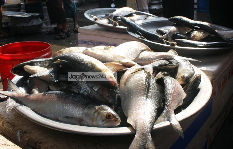 যাত্রাবাড়ীর মাছের বাজারে অন্যান্য মাছের পাশাপাশি প্রতিদিন ছোট-বড় বিভিন্ন আকারের ইলিশ মাছ পাওয়া যায়। ছবি : বিপ্লব দিক্ষিৎ।