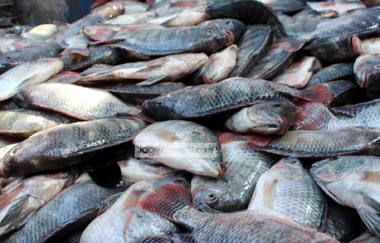 তরতাজা তিলাপিয়া মাছের সমাহার। যাত্রাবাড়ীর এ মাছের বাজার থেকে সুলভ মূল্যে মাছ কেনা যায়। তাই এখানে ক্রেতাদের সমাগম দেখা যায়। ছবি : বিপ্লব দিক্ষিৎ।