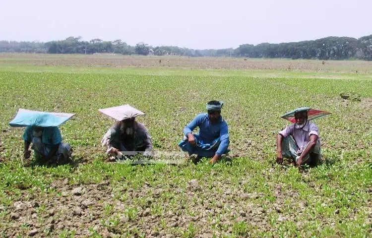 পাটকে সোনালি আঁশ বলা হয়। আর এই সোনালি আঁশের ক্ষেতে সকাল থেকে সন্ধ্যা পর্যন্ত কাজ করছেন কৃষকরা। শরীয়তপুর নড়িয়ার ঠাকুরকান্দি থেকে এ ছবি ক্যামেরাবন্দি করেছেন মো. ছগির হোসেন।