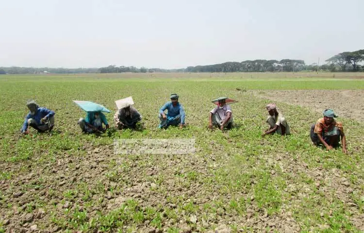 দু&rsquo;চোখ ভরা স্বপ্ন নিয়ে পাট চাষ করছেন চাষীরা। কারণ এই পাট বিক্রি করে তাদের ভাগ্য বদল করবেন। ছবি : মো. ছগির হোসেন। ছবি : মো. ছগির হোসেন।