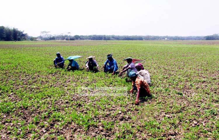 সময়মত পাট চাষ করে এবং সঠিক সময়ে তা কেটে প্রক্রিয়াজাত করতে পারলে বাজারে ভালো দাম পাওয়া যায়। ছবি : মো. ছগির হোসেন।