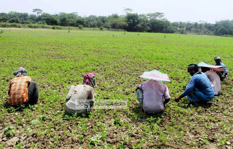 শরীয়তপুরের অনেক কৃষকই পাট চাষ করে জীবিকা নির্বাহ করেন। ছবি : মো. ছগির হোসেন।
