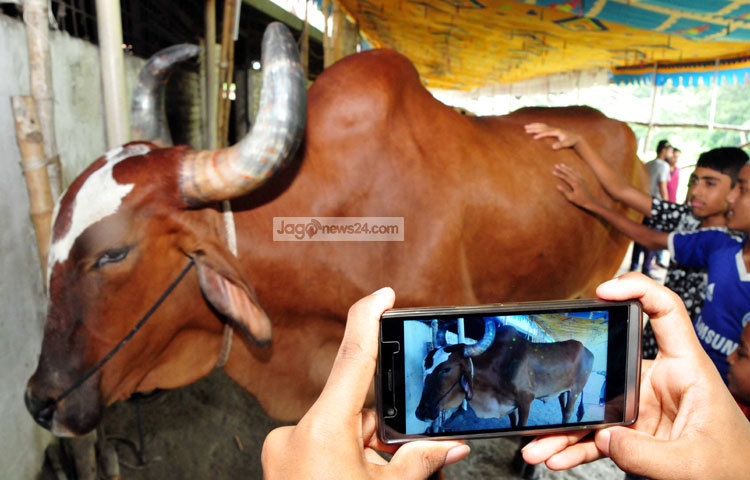 কুরবানির সময় ঘনিয়ে আসায় রাজধানীর হাটগুলোর জন্য দেশের বিভিন্ন স্থান থেকে গরু আসতে শুরু করেছে। আজ রাজধানীর মোহম্মদপুর বেড়িবাঁধ থেকে ছবি তুলেছেন আলোকচিত্রী বিপ্লব দিক্ষিৎ।