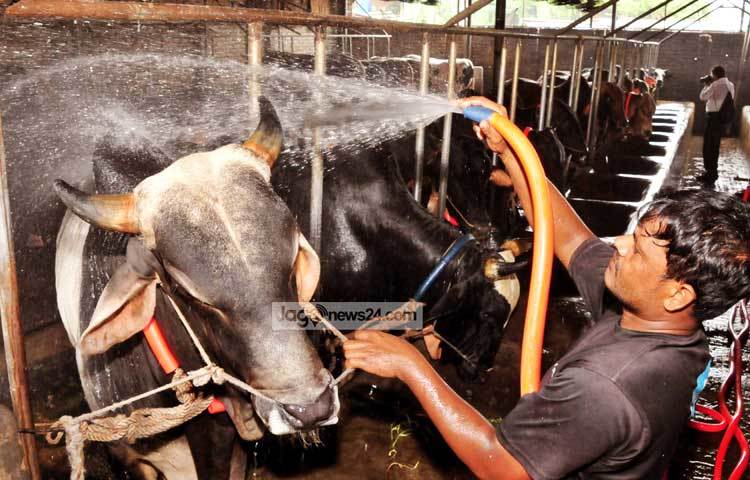 ভালো দাম পাওয়ার জন্য গরুর শ্রীবৃদ্ধিতে গরু গোসল করানো হচ্ছে। আলোকচিত্রী : বিপ্লব দিক্ষিৎ।
