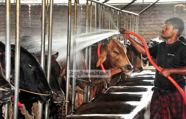 গরু ব্যবসায়ীরা এবারও গরু বিক্রিতে ভালো দাম পাবেন বলে আশা করছেন। আলোকচিত্রী : বিপ্লব দিক্ষিৎ।