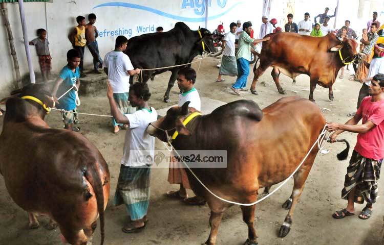 কুরবানির গরু দেখতে কৌতূহলী মানুষের ভিড়। আলোকচিত্রী : বিপ্লব দিক্ষিৎ।
