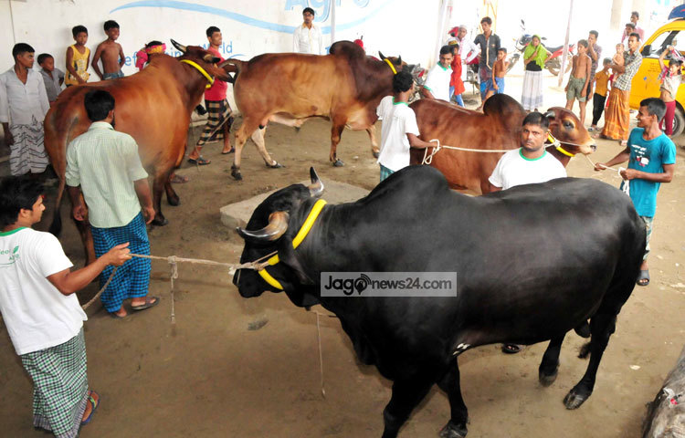 দুয়েক দিনের মধ্যেই জমে উঠবে রাজধানীর বিভিন্ন স্থানের গরুর হাট। এরই মধ্যে সিটি কর্পোরেশন কুরবানির হাটের জন্য যাবতীয় প্রস্তুতি সম্পন্ন করেছেন। আলোকচিত্রী : বিপ্লব দিক্ষিৎ।