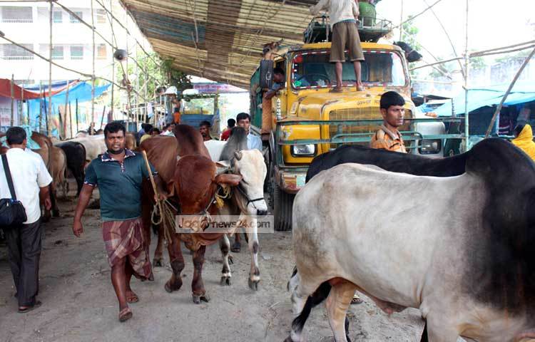 গতকাল থেকে রাজধানীর বিভিন্ন স্থানের কুরবানির পশুর হাট জমে উঠতে শুরু করেছে। কমলাপুর এলাকা থেকে কুরবানির গরুর হাটের ছবি ক্যামেরাবন্দি করেছেন আলোকচিত্রী বিপ্লব দিক্ষিৎ।