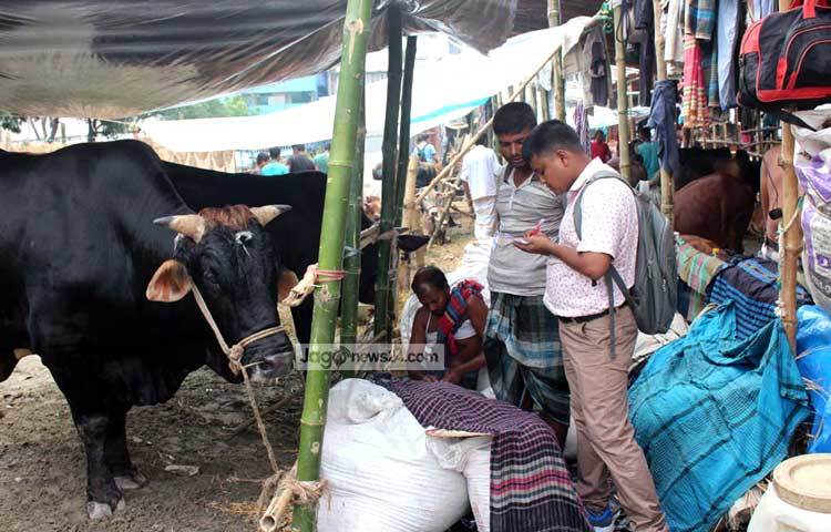 দেশের বিভিন্ন স্থান থেকে রাজধানীতে কুরবানির পশু আসছে। আগামীকাল থেকে সব জায়গার কুরবানির হাট পুরোপুরি জমে উঠবে বলে প্রত্যাশা করছেন ক্রেতা বিক্রেতারা। আলোকচিত্রী : বিপ্লব দিক্ষিৎ।