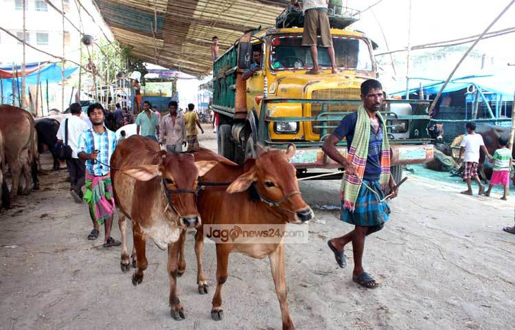 গত বছরের ন্যায় এ বছরও দেশি গরু দিয়ে কুরবানির পশুর চাহিদা পূরণ করা হবে। আলোকচিত্রী : বিপ্লব দিক্ষিৎ।