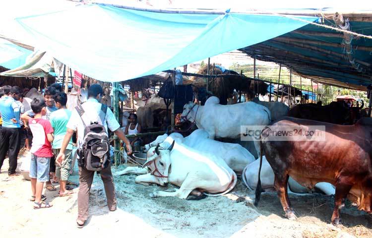 এবছরও কুরবানির পশু বিক্রি করে ভালো দাম পাবেন বলে আশা করছেন ব্যবসায়ীরা। আলোকচিত্রী : বিপ্লব দিক্ষিৎ।