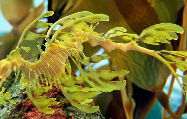 লিফি সি ড্রাগন : মুলত সাউথ অস্ট্রেলিয়ায় লিফি সি ড্রাগন দেখতে পাওয়া যায়। এর গায়ে এক অদ্ভুত ক্যামোফ্লাজ দেখতে পাওয়া যায় যাকে বলে &lsquo;লিফি&rsquo;।