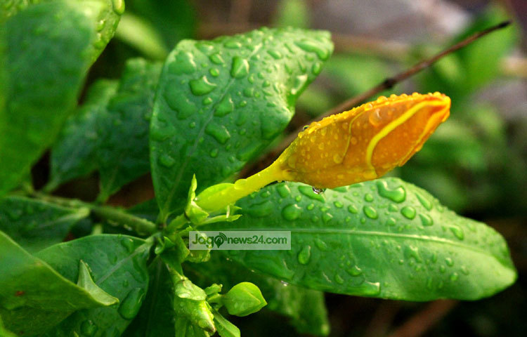 আজকের বৃষ্টিতে পত্র ও পুষ্প স্নান করেছে। ছবি : বিপ্লব দিক্ষিৎ।