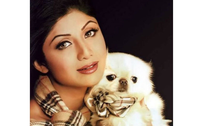 শিল্পা শেটি : পেকিঙ্গিজ প্রজাতির কুকুর শ্যাম্পেন শিল্পার সর্বক্ষণের সঙ্গী। শিল্পার সংসারে রয়েছে পার্সিয়ান প্রজাতির দু&rsquo;টি বিড়ালও।