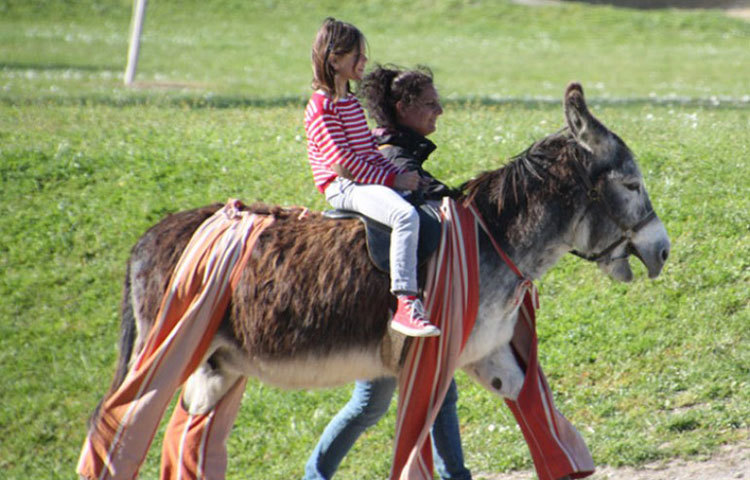 এরা মূলত এক ধরনের বিশেষ প্রজাতির গাধা। ফ্রান্সের পোইটু উপত্যকায় এদের আদি বাসস্থান। আর তাই এদের নাম &lsquo;পোইটু গাধা&rsquo; বা &lsquo;বদেত-দু-পোইটু&rsquo;।