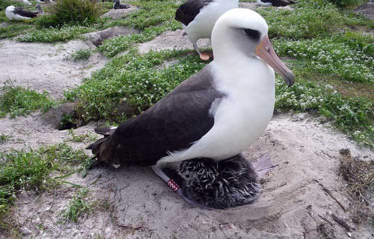 অ্যালবাট্রস দ্বীপ, টাসমানিয়া : শুধুমাত্র অ্যালবাট্রসই নয়, এই দ্বীপে ছোট পেঙ্গুইনের দেখা পাওয়া যায়। পর্যটকদের এই দ্বীপে যাওয়া একেবারেই মানা।