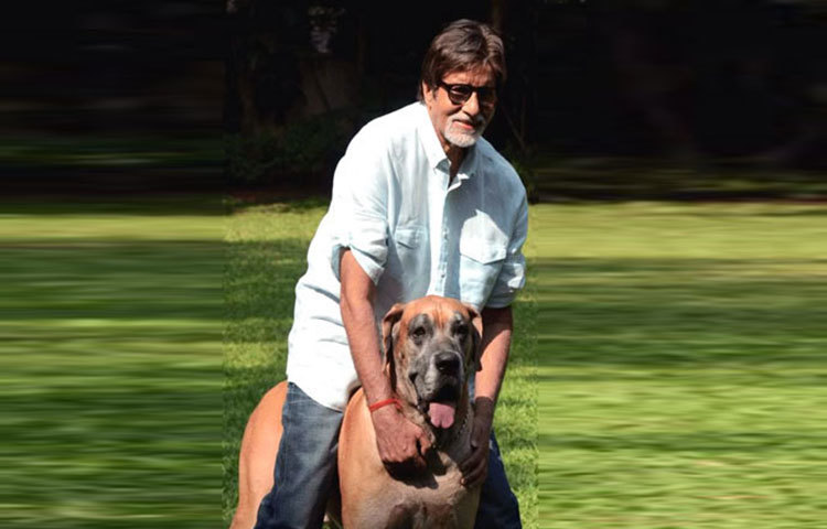 বলিউড শাহেন শাহ অমিতাভ বচ্চনের পোষ্য প্রাণির নাম শানৌক। এর সঙ্গে অমিতাভ বচ্চন অবসরে সময় কাটান।