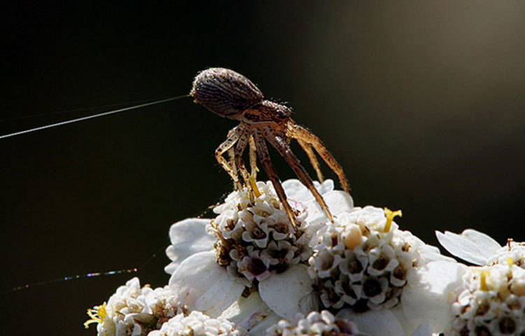বেলুনিং মাকড়সা : এই প্রজাতির মাকড়সার ডানা না থাকলেও তারা দিব্যি উড়তে পারে।