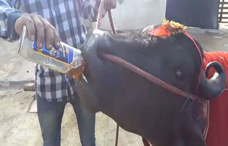 ভারতের হরিয়ানা কৈথল জেলার একটি মোষ পান করে বিভিন্ন ব্র্যান্ডের হুইস্কি। বাজারে এর দাম উঠেছে ২১ কোটি টাকা।