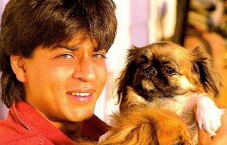 শাহরুখ খান : চার চারটি পোষ্য রয়েছে কিং খানের। জাপানি ব্রিডের ড্যাশ, ল্যাব্রাডর হক এবং দু&rsquo;টি মল্টিজ- জুসি ও কাই। এদের নিয়েই কিং খানের পোষ্য সংসার।