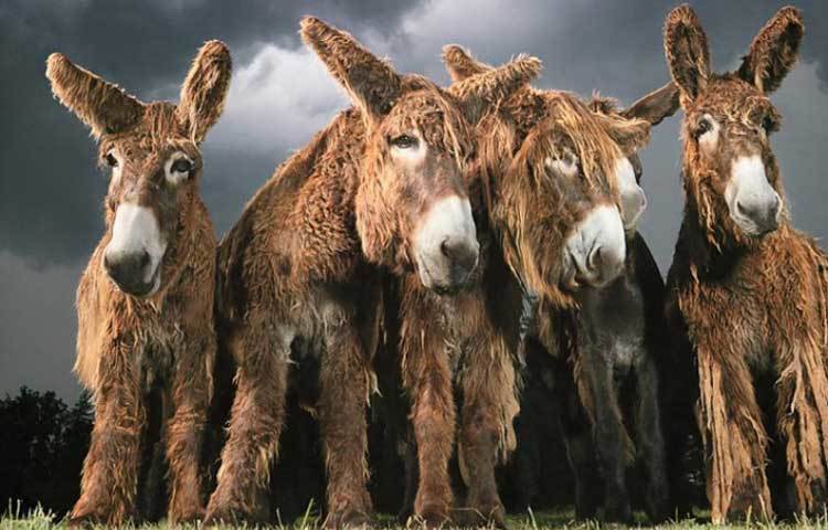 এদেরই আরেক প্রজাতির শরীর এতটাই রোমশ যে দেখলে মনে হয় ওরা যেন ঝুলন্ত কোট পরে আছে।