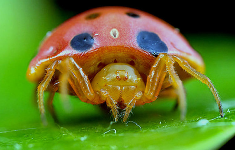 অরেঞ্জ টরট্রাইস স্পাইডার : এই কচ্ছপটি দেখতে কমলা লেবুর মত। তাই হয়তো এর নাম দেওয়া হয়েছে অরেঞ্জ টরট্রাইস স্পাইডার।&nbsp;