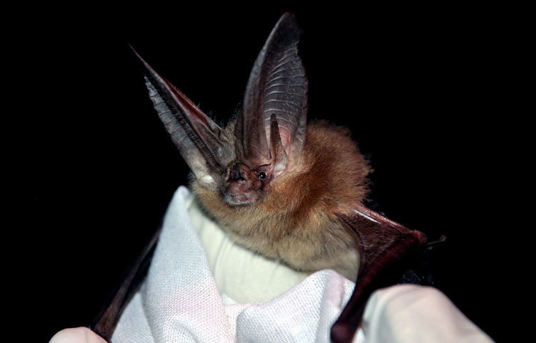 নিউ গায়ানার বড় কানওয়ালা বাঁদুড় : বিরল প্রজাতির এই প্রাণি পৃথিবী থেকে হারিয়ে যেতে বসেছিল।