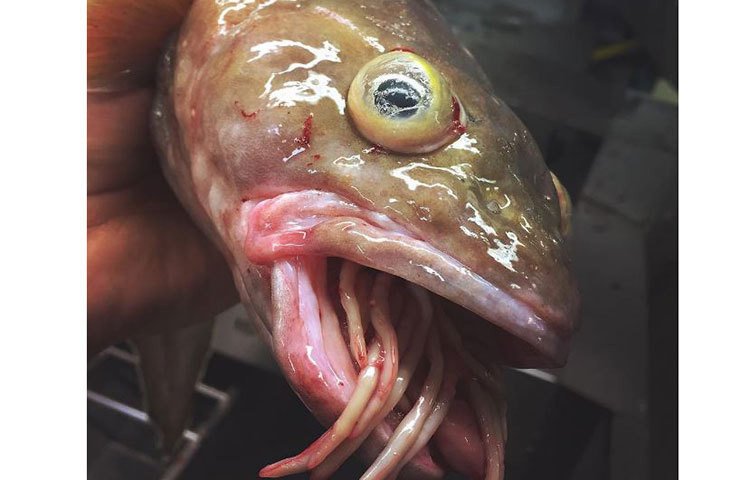 আজ প্রাণীর এই ছবিগুলি পোস্ট করার সঙ্গে সঙ্গে রোমান ফেডোরর্টসভের প্রোফাইলে ফলোয়ার সংখ্যা অনেকে বেড়ে গিয়েছে।