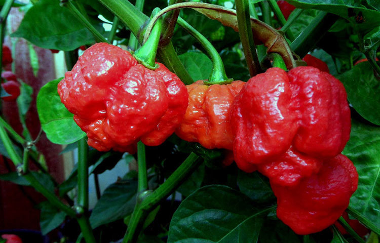 &lsquo;ত্রিনিদাদ মোরুগা স্করপিয়ান&rsquo; নামের মরিচও ভীষণ ঝালের কারণে বিশ্বব্যাপী পরিচিত লাভ করেছে। এ প্রজাতির মচির দেখতে অনেক সুন্দর।