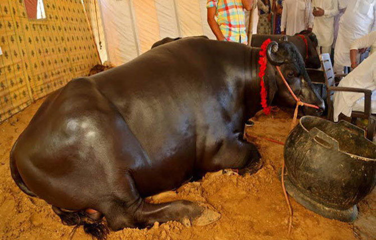 সুলতান নামের এই মহিষটিকে প্রতিদিন বিভিন্ন ব্র্যান্ডের হুইস্কি পান করানো হয়।