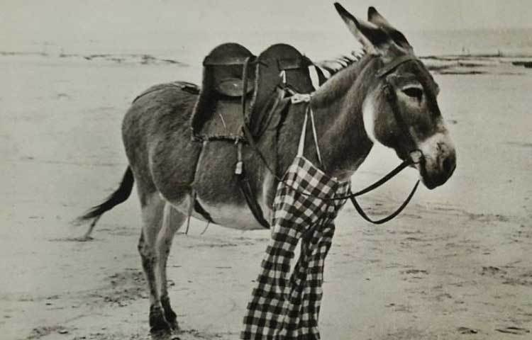 গোটা ইউরোপে এক সময় এই গাধার বাজারদর ছিল এক নম্বরে। বলা হত যে এরাই বিশ্বের সবচেয়ে কর্মক্ষম।