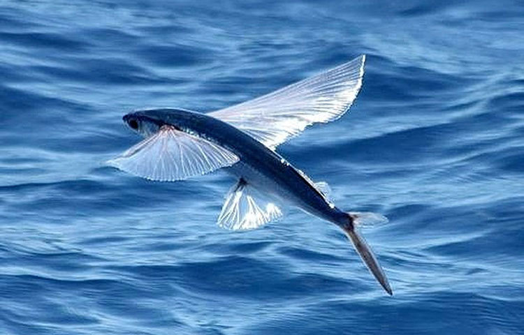 ফ্লাইং ফিশ : মাছ উড়তে পারে-এ কথা শুনতে একটু বেমানান লাগে। কিন্তু এই প্রজাতির মাছ আসলেই উড়তে পারে। তবে কিন্তু কোনো ডানা নেই।